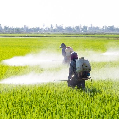 People spraying pesticides in rice fields.